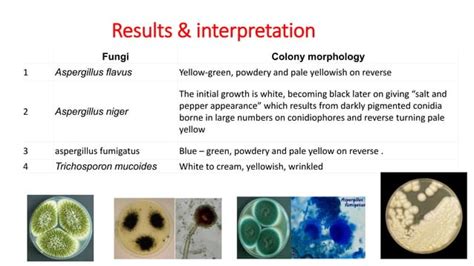 Preparation of fungal culture media