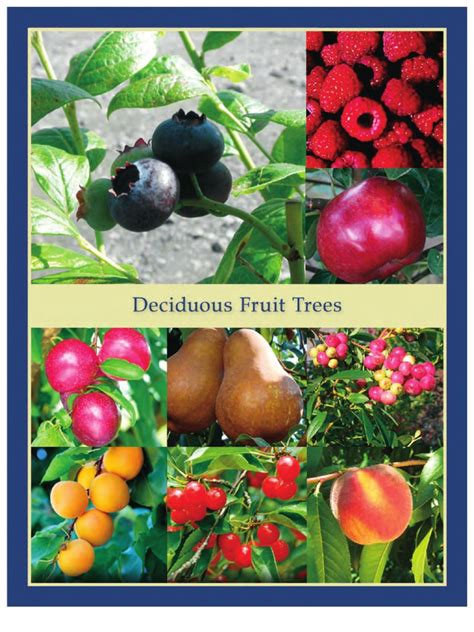 Deciduous Fruit Trees - Leo Gentry Nursery | PDF | Apple | Plum