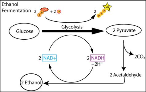 BioBook | Leaf: Why do cells need fermentation to continue glycolysis?