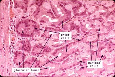 Gastric Glands Histology