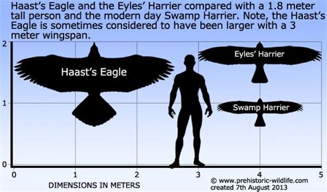 Haast's Eagle | Prehistoric animals, Prehistoric wildlife, Extinct animals