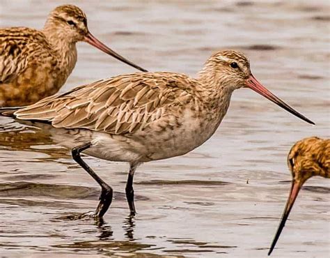 Meet the Shorebirds - Bar-tailed Godwit | Wing Threads