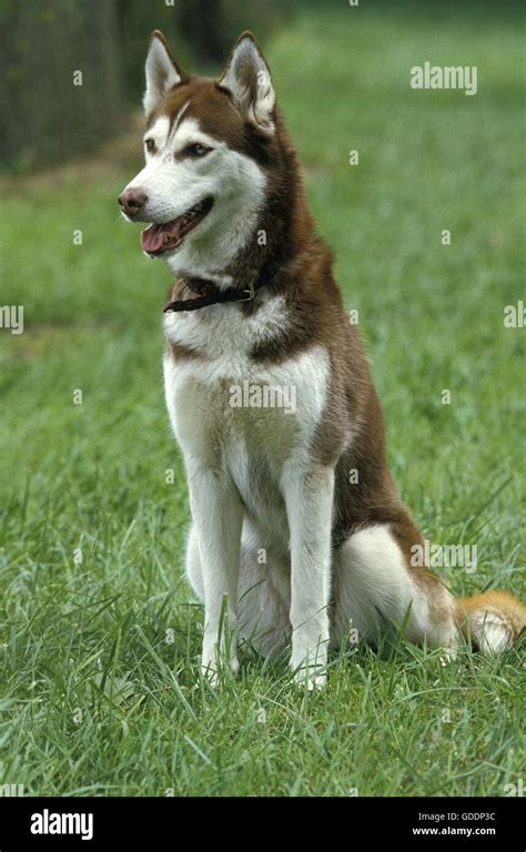 Siberian Husky, Adult sitting on Grass Stock Photo - Alamy