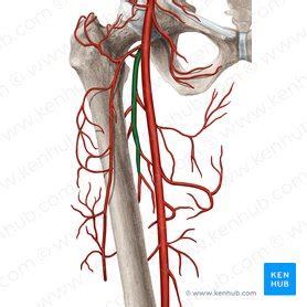 Cruciate anastomosis: Origin, location, mnemonic,function | Kenhub