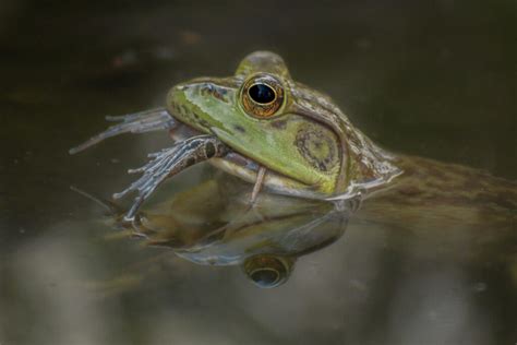 FischerGr-Bullfrog-Eating-Leopard-Frog_1 - Protecting the New Jersey Pinelands and Pine Barrens ...