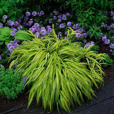 Japanese Forest Grass - Pine Lane Nursery