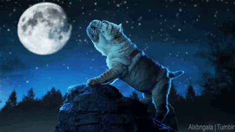 Howling at the Moon animals moon dog puppy pets gif shar pei cute animals | Shar pei, Afbeeldingen