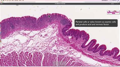 Histology around the Gastro-oesphageal junction - YouTube