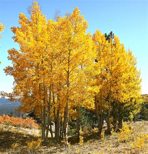 Fast Growing Trees Colorado