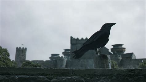 Ravens | Game of Thrones Wiki | FANDOM powered by Wikia