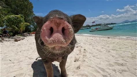 Pig Island experience - Koh Samui - Koh Madsum, Thailand - YouTube