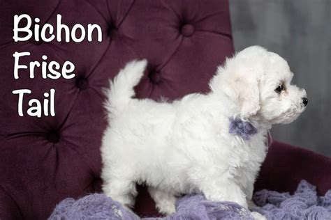 Bichon Frise Tail: All You Need to Know - Bichon World