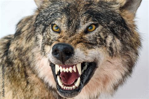 grin of a wolf close up Stock Photo | Adobe Stock