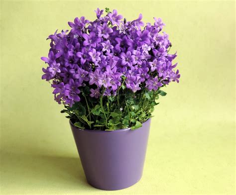 Fotos gratis : flor, púrpura, lavanda, Flores, maceta, en conserva, Violeta, jacinto, planta ...
