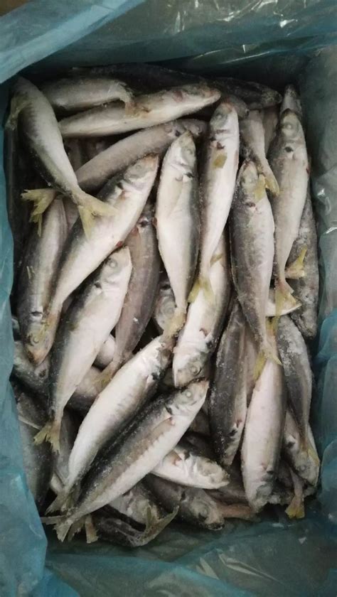 Frozen Scad Mackerel Frozen Round Scad Fish,China price supplier - 21food