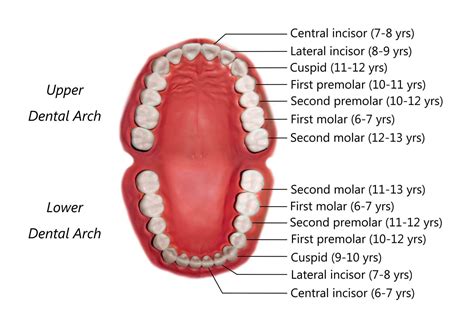 Permanent Teeth Eruption Timetable • SORIdent