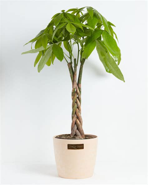 Money Tree for Delivery | Tropical Indoor Plants | Lively Root