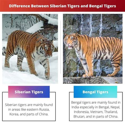 Siberian Tigers vs Bengal Tigers: Difference and Comparison