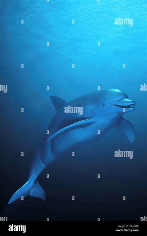 Dolphin swimming in blue waters Stock Photo - Alamy