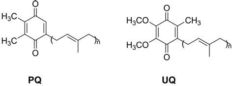 Frontiers | Plastoquinone and Ubiquinone in Plants: Biosynthesis ...