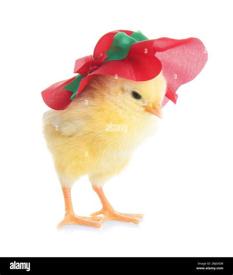 Cute funny chicken in hat on white background Stock Photo - Alamy