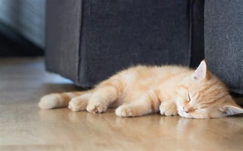 Symptoms of Cat Flu: Common Signs and Indicators