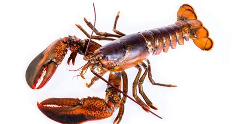 Cold Water vs Warm Water Lobsters: What's the Difference? - AZ Animals