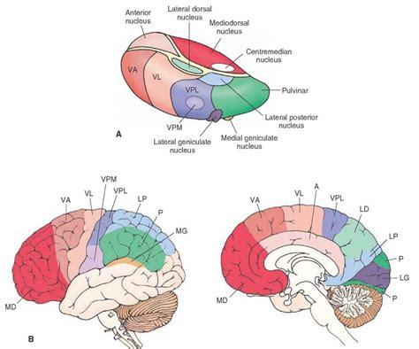 Thalamocortical relationships. (A) The relative positions of thalamic nuclei. (B) Lateral (left ...