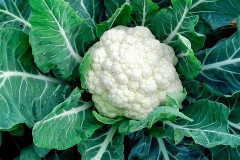 How to Grow Cauliflower