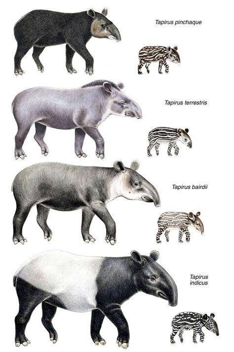 Tapir (Tapirus) – an eclectic animal | DinoAnimals.com