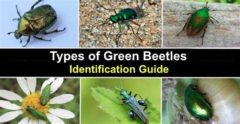 Types of Green Beetles (With Pictures) - Identification Guide