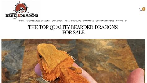 10 Best Bearded Dragon Breeders of 2024: Our Top Picks | Pet Keen