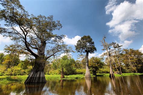 Go Beyond the Bayou on a Cajun Country Adventure - PS Wish You Were Here