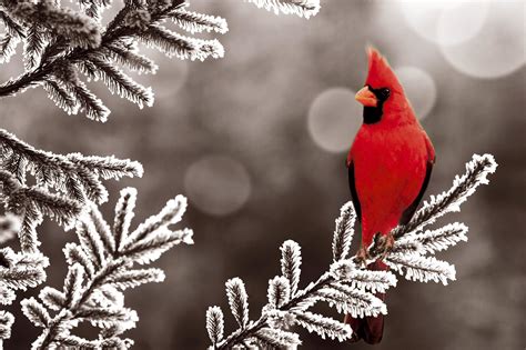 Cardinal Bird Wallpaper (52+ pictures)