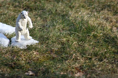 Free Images : landscape, nature, grass, snow, abstract, lawn, time, animal, wildlife, predator ...