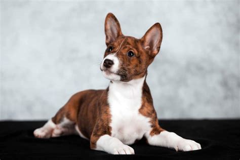 Basenji Colors: Rarest to Most Common - A-Z Animals