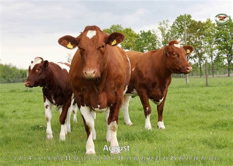 Official breed representation of Maine-Anjou cattle in Germany › Maine ...