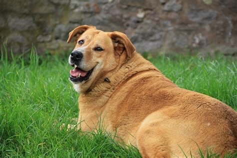 Animal Obesity - Are Fat Pets Really Happy Pets?