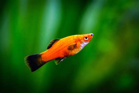 15 Best Congo Tetra Tank Mates - FishLab - FishLab