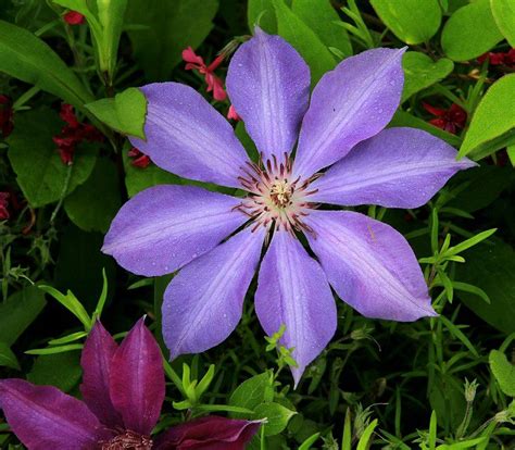 clematis flower with 8 petals Photo | Clematis flower, Clematis, Flower ...