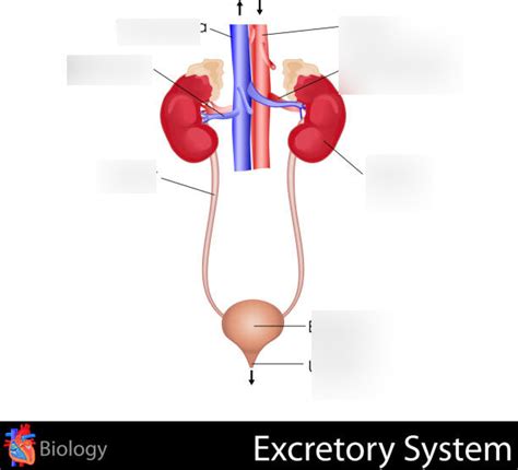 Osmoregulation Diagram | Quizlet