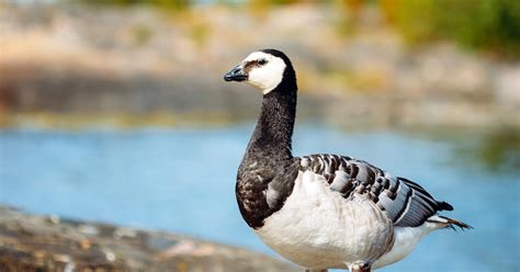 Barnacle Goose Bird Facts (Branta leucopsis) | Birdfact