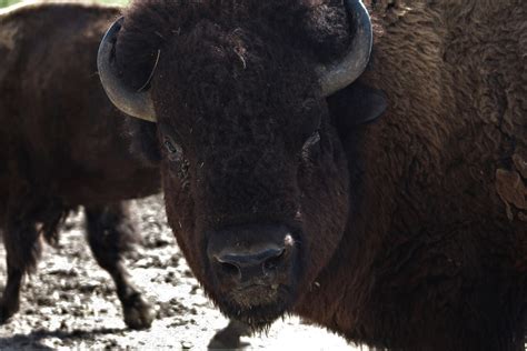 Bison "Tatanka" by Kim Barry / 500px