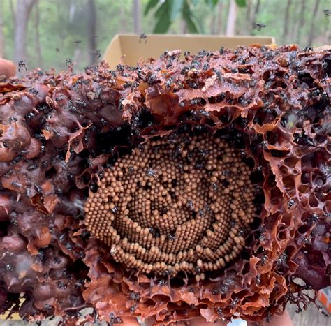 Propolis Stingless Australian Native Bees Wax - ABeeC Hives