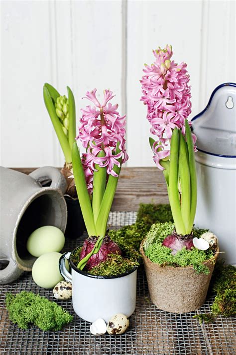 How To Force Hyacinth Bulbs Indoors - Town & Country Living | Spring bulbs garden, Spring ...