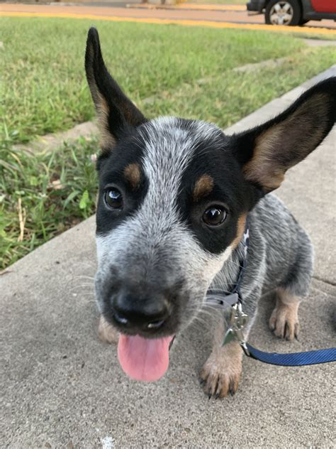 Blue Heeler Terrier Mix Puppies