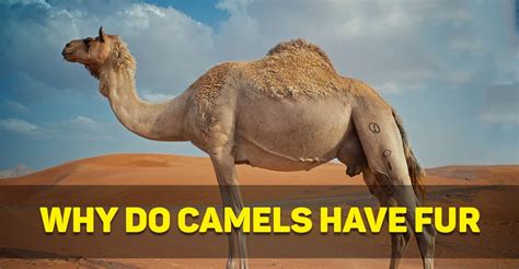 Why Do Camels Have Thick Fur? (Color, Length, And Facts) - The Daily ...