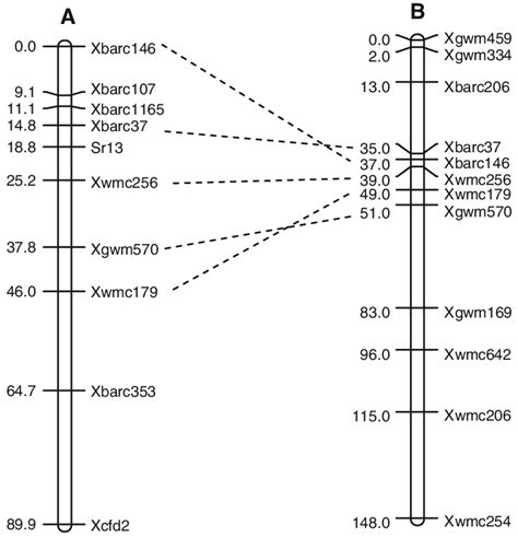 Genetic linkage map of Sr13 compared to the consensus map of chromosome... | Download Scientific ...