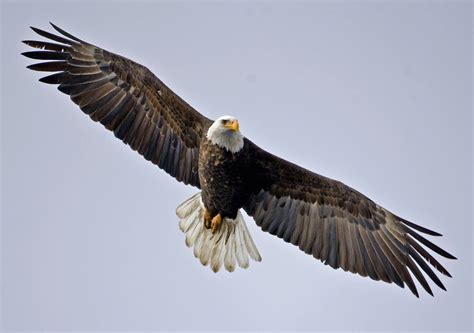 Bald Eagles Bird Population | Era Duju wallpaper blog