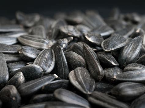 Information About Black Oil Sunflower Seeds And Black Seed Sunflower Plants